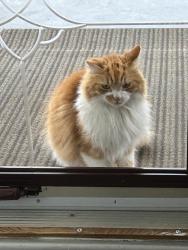 Lost Male Cat last seen Park circle and Park Street, Acworth, GA 30101