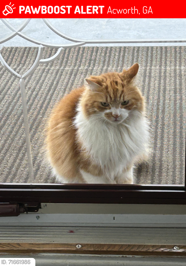 Lost Male Cat last seen Park circle and Park Street, Acworth, GA 30101