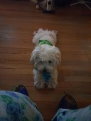 Lost Male Dog last seen Fulton St  and  Central ave, Chicago, IL 60644