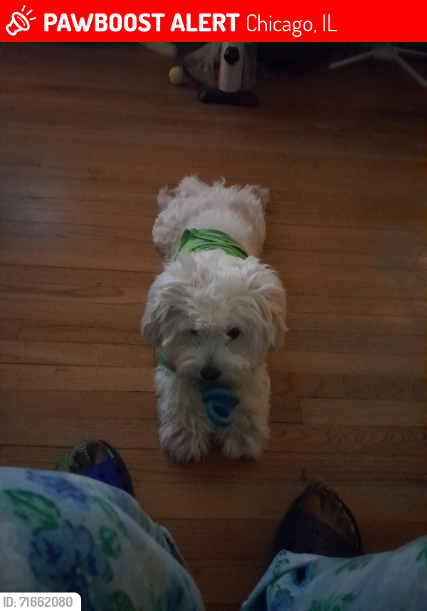 Lost Male Dog last seen Fulton St  and  Central ave, Chicago, IL 60644