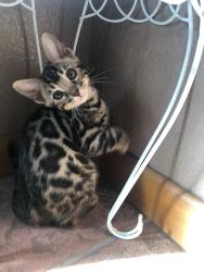 Lost Female Cat last seen Near w 12250 s Riverton Utah 84065, Riverton, UT 84065