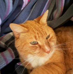 Lost Male Cat last seen Brookwood Summit , Cumming, GA 30041