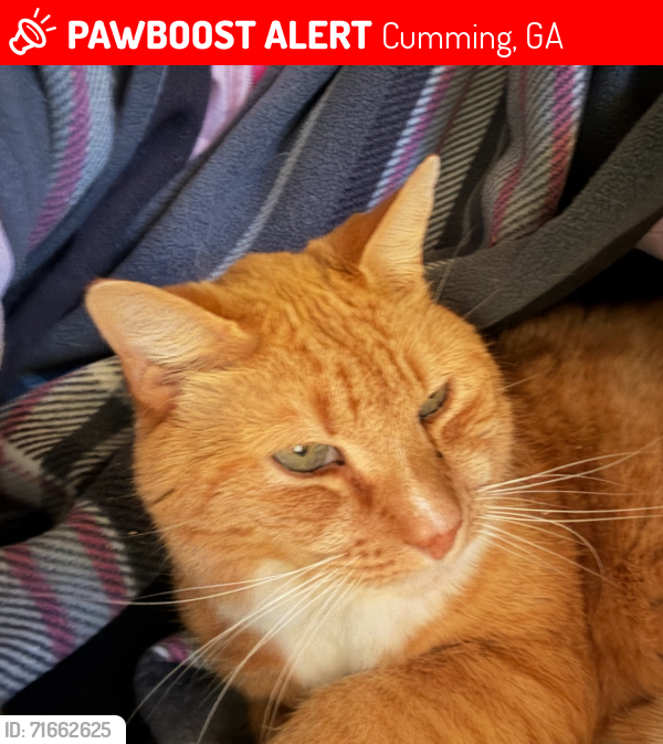 Lost Male Cat last seen Brookwood Summit , Cumming, GA 30041