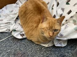 Lost Female Cat last seen cobb hill road, Camden, ME 04843