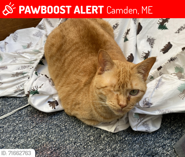 Lost Female Cat last seen cobb hill road, Camden, ME 04843