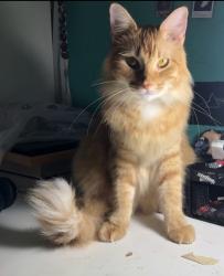 Lost Male Cat last seen E Park Blvd By CVS, Plano, TX 75074