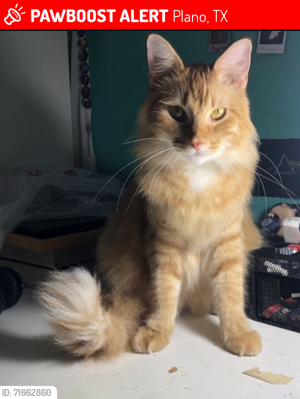 Lost Male Cat last seen E Park Blvd By CVS, Plano, TX 75074