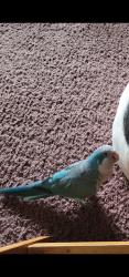 Lost Male Bird last seen Wallace Rd and Camp Branch Rd, Buford, GA 30519