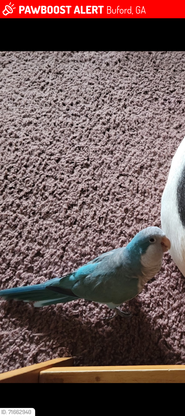 Lost Male Bird last seen Wallace Rd and Camp Branch Rd, Buford, GA 30519
