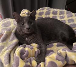 Lost Male Cat last seen Jack street, Cleveland, FL 33982