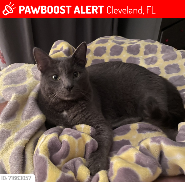Lost Male Cat last seen Jack street, Cleveland, FL 33982