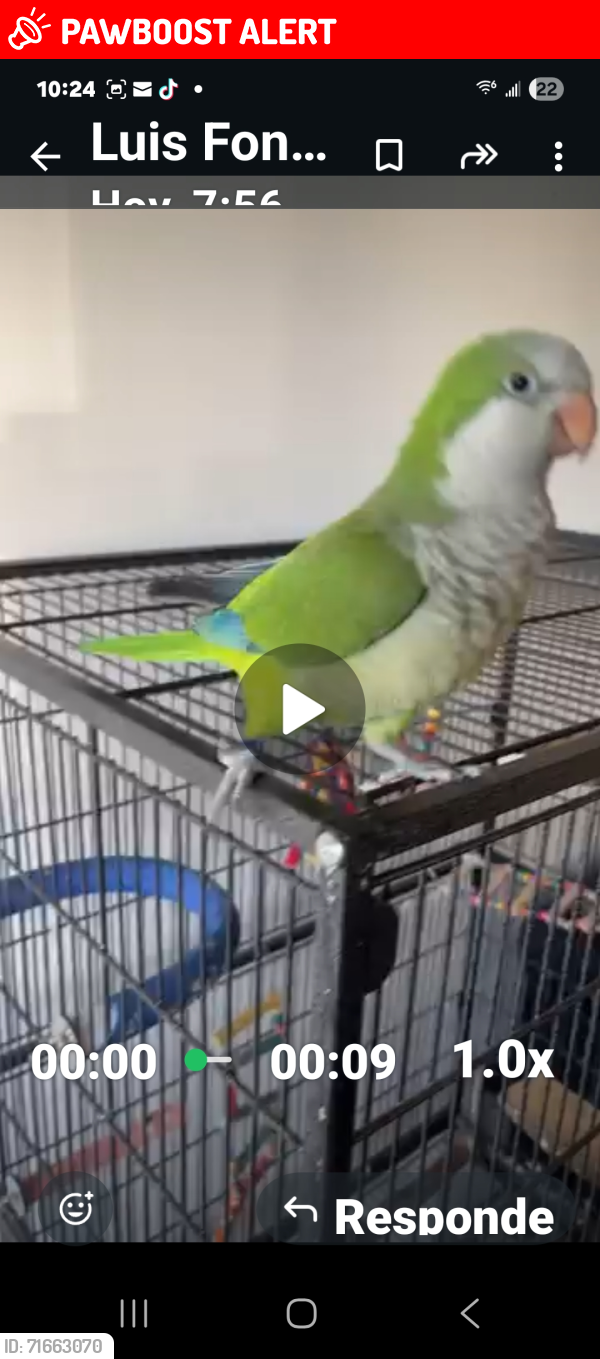 Lost Male Bird last seen Near Bosque Lane, West Palm Beach, FL , West Palm Beach, FL 33415