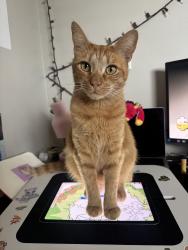 Lost Male Cat last seen Kent avenue, Torrance, Torrance, CA 90503