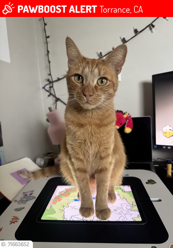 Lost Male Cat last seen Kent avenue, Torrance, Torrance, CA 90503