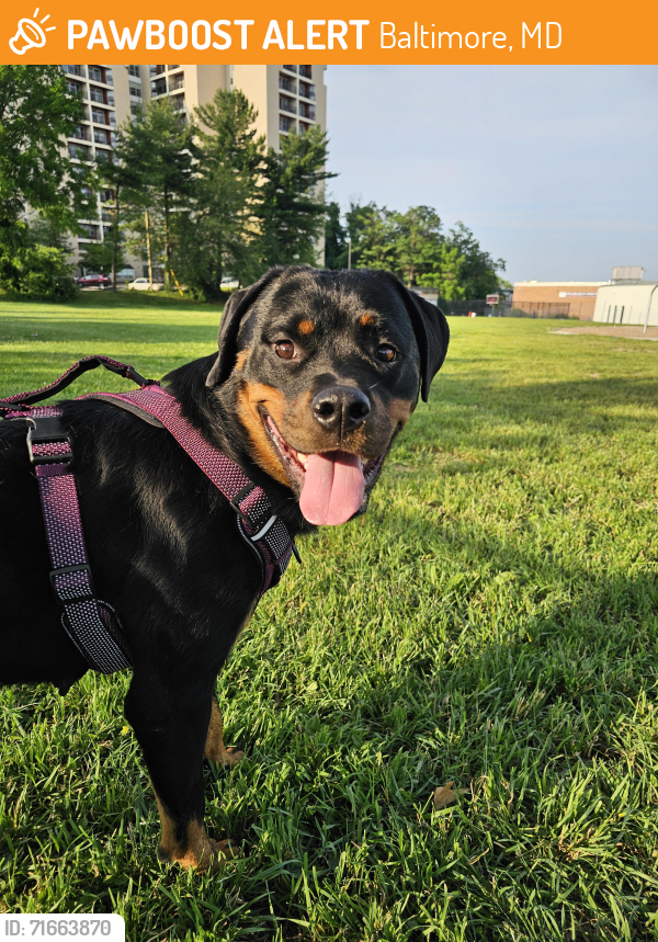 Found/Stray Female Dog last seen Allendale and Edmondson Ave, Baltimore, MD 21229