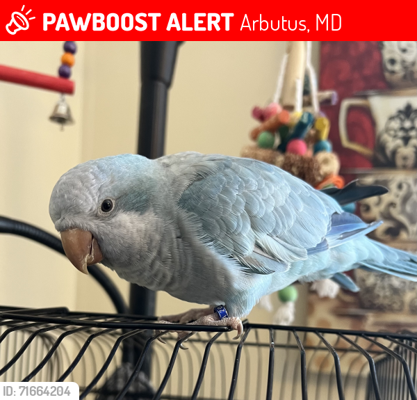 Lost Male Bird last seen Hammonds Ferry Rd and Washington Blvd, Arbutus, MD 21227