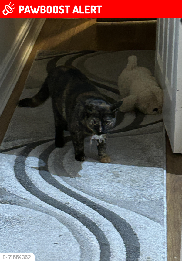 Lost Female Cat last seen Willow lane north Featherstone , Featherstone, England WF7 6BB