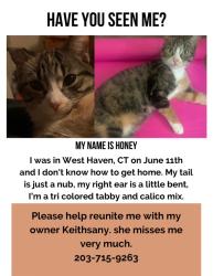 Reunited Female Cat last seen Wood Street West Haven, West Haven, CT 06516