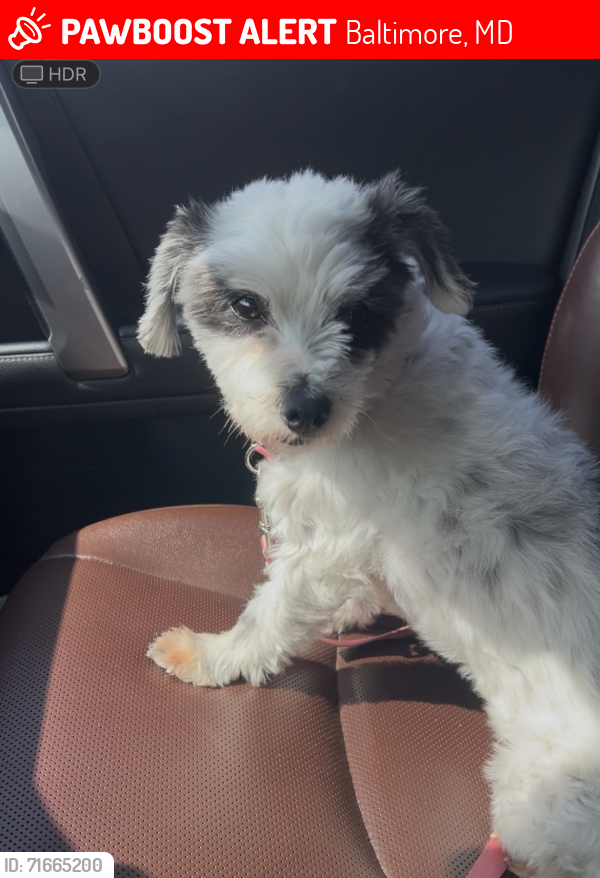 Lost Female Dog last seen Edmondson Heights, Baltimore, MD 21207