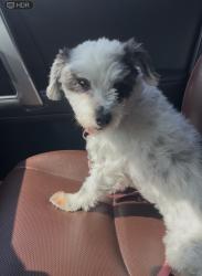 Lost Female Dog last seen Edmondson Heights, Baltimore, MD 21207