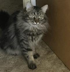 Lost Male Cat last seen North Apple & 3rd St, Shoshone, ID 83352