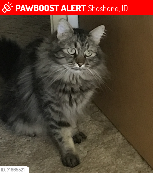 Lost Male Cat last seen North Apple & 3rd St, Shoshone, ID 83352