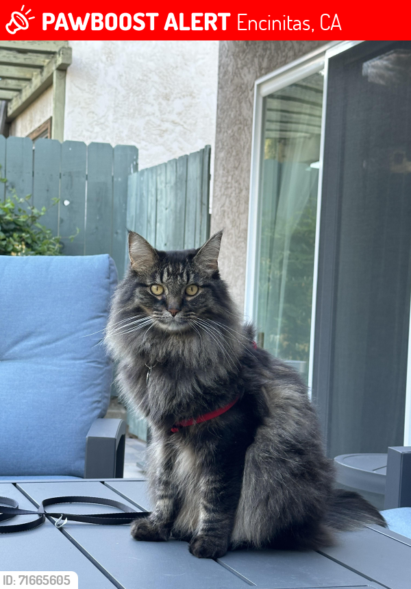 Lost Male Cat last seen Caliban Drive, Encinitas, CA 92024