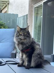 Lost Male Cat last seen Caliban Drive, Encinitas, CA 92024