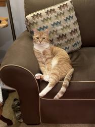 Lost Male Cat last seen Evening Ct and Dawn, Spokane, WA 99208