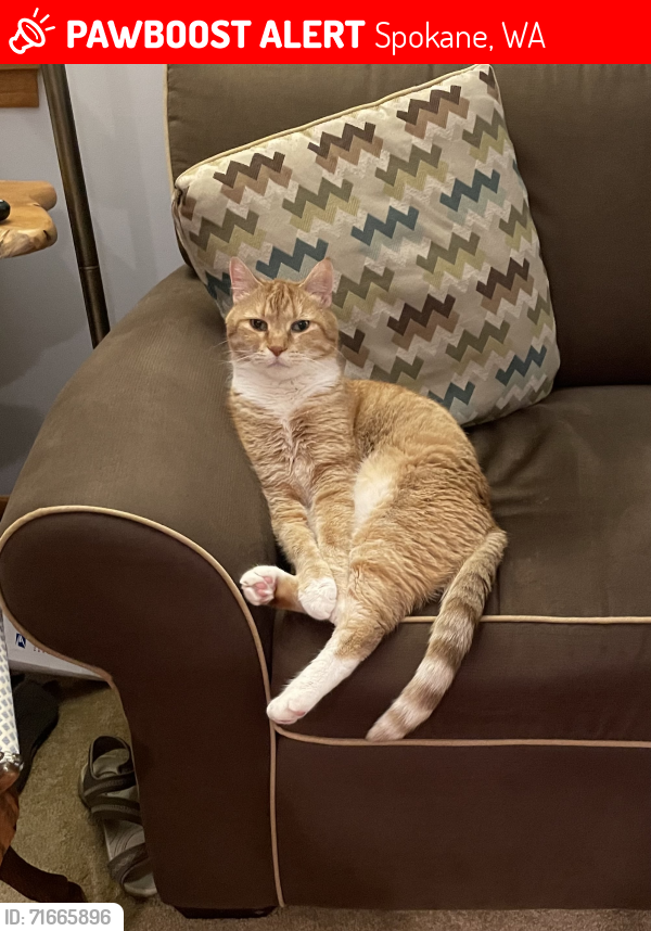 Lost Male Cat last seen Evening Ct and Dawn, Spokane, WA 99208