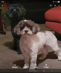 Lost Male Dog last seen Loomis and 83rd street , Chicago, IL 60620