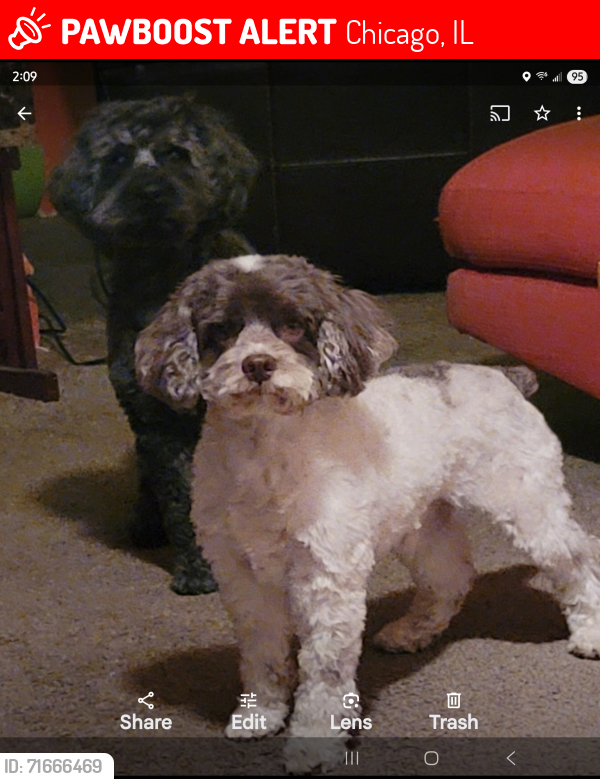 Lost Male Dog last seen Loomis and 83rd street , Chicago, IL 60620