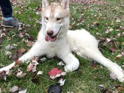 Lost Male Dog last seen Village at brierfield dog park, Charlotte, NC 28262
