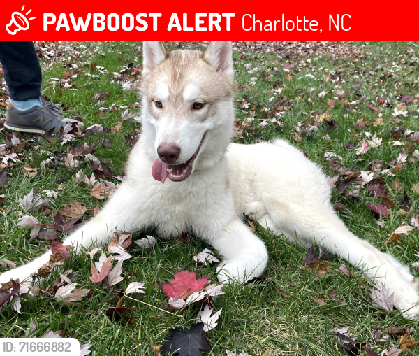 Lost Male Dog last seen Village at brierfield dog park, Charlotte, NC 28262
