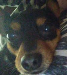 Lost Male Dog last seen On 6th St by Brown, Wewoka, OK 74884