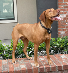 Lost Male Dog last seen Northbark Dog park 4889 Gramercy oaks dr, Dallas, TX 75287