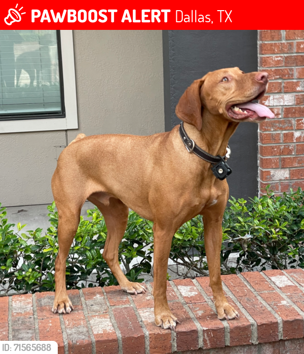 Lost Male Dog last seen Northbark Dog park 4889 Gramercy oaks dr, Dallas, TX 75287