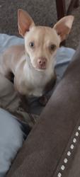 Lost Male Dog last seen M St, Merced, CA 95348