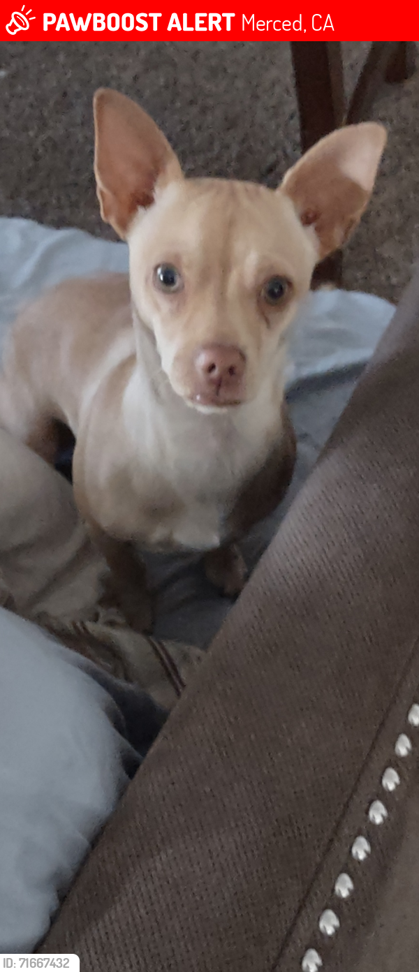 Lost Male Dog last seen M St, Merced, CA 95348