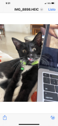 Lost Male Cat last seen Near ST 147 Ave , Miami, FL 33185