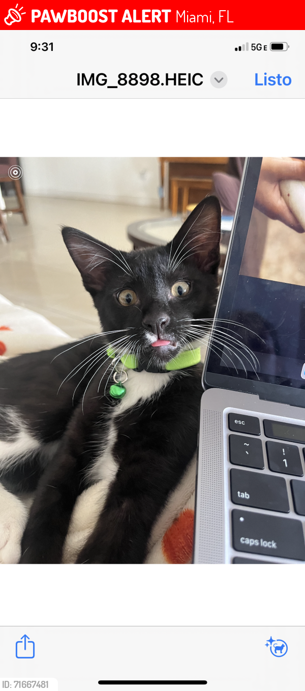 Lost Male Cat last seen Near ST 147 Ave , Miami, FL 33185