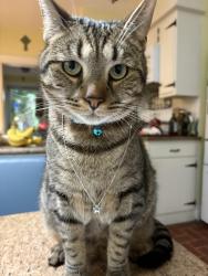 Lost Male Cat last seen haldeman and bridge streets, new cumberland , New Cumberland, PA 17070