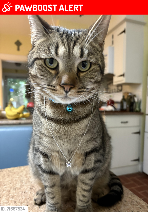 Lost Male Cat last seen haldeman and bridge streets, new cumberland , New Cumberland, PA 17070