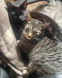 Lost Male Cat last seen GLEN ARTNEY ST , , Oakland, CA 94612