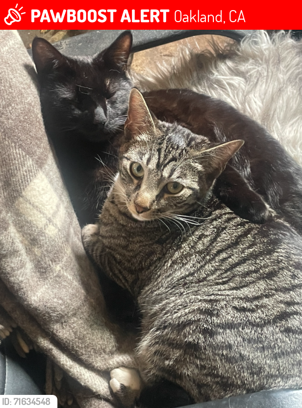 Lost Male Cat last seen GLEN ARTNEY ST , , Oakland, CA 94612