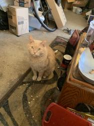 Lost Male Cat last seen Lowell Dr and Lexington Ave, Oconomowoc, WI 53066