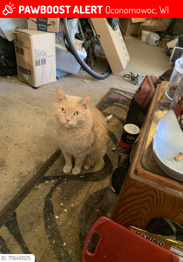 Lost Male Cat last seen Lowell Dr and Lexington Ave, Oconomowoc, WI 53066
