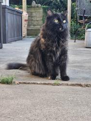 Lost Female Cat last seen 1/4 mile south of Mt. Vernon road on 43rd St SE, Cedar Rapids, IA 52403