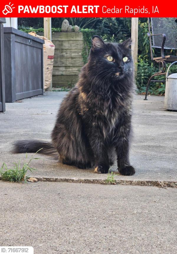 Lost Female Cat last seen 1/4 mile south of Mt. Vernon road on 43rd St SE, Cedar Rapids, IA 52403