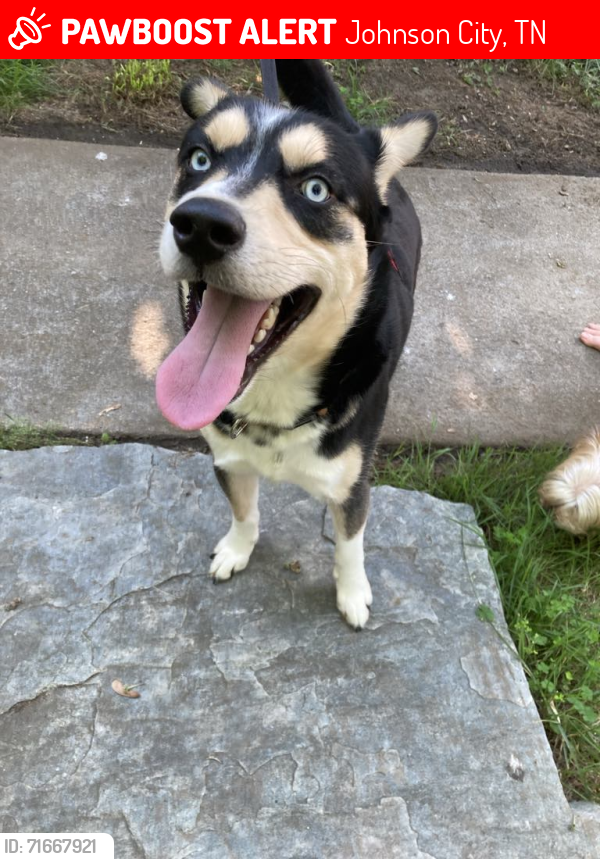 Lost Male Dog last seen Austin Springs and  Riverview Rd, Johnson City, TN 37601